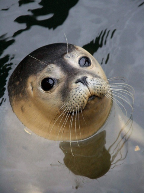 ＰＡＰＡ！ さま