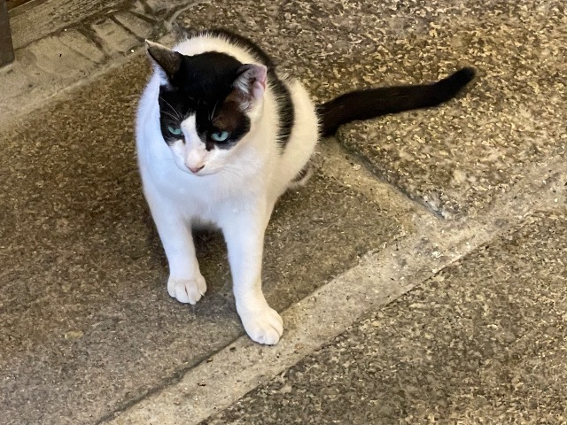 ウェルシュ さま