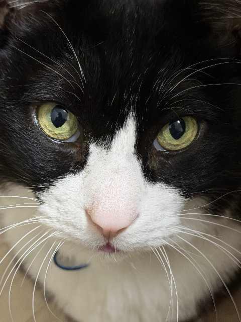 奇想天麩羅 さま