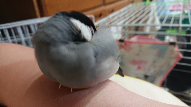 時雨 さま