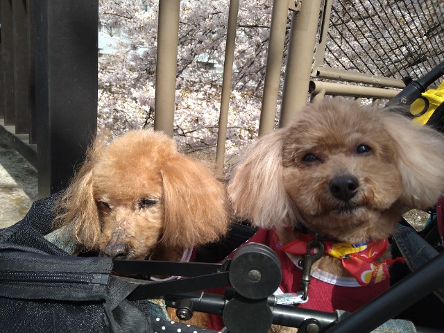 しふぉんとましぇり さま