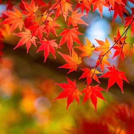 紅葉 さま
