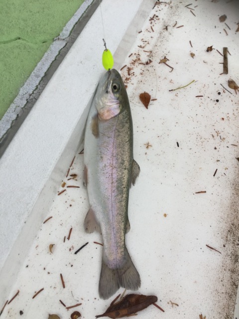 よっこたん さま