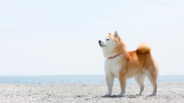 本物の松ちゃん さま