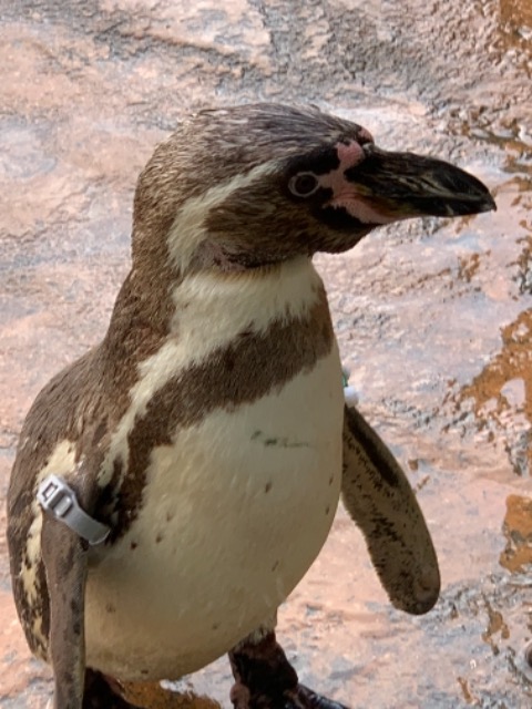 アウトドアマン さま