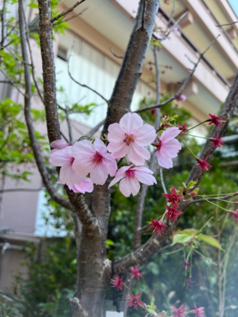 てるてるまぁご さま