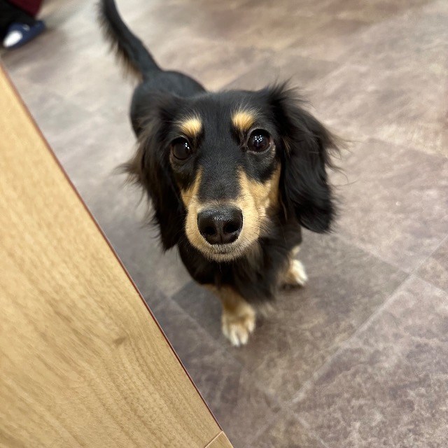 おからのお姉さん さま