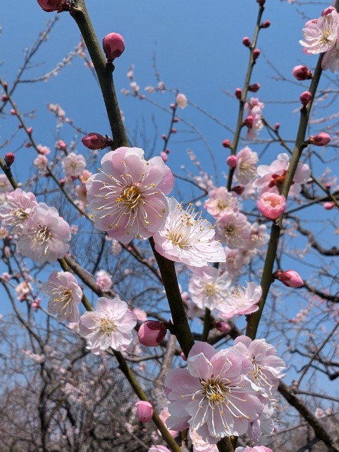 まるゆたせ さま