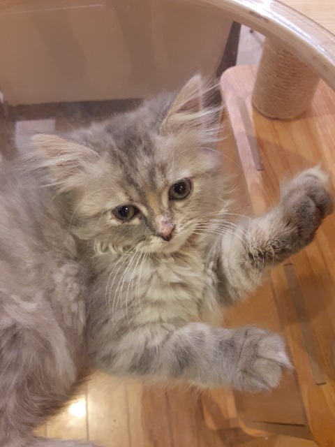 みみりんご さま