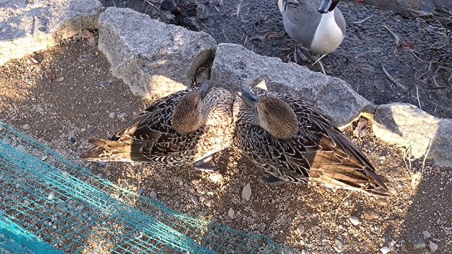 まったりダック さま