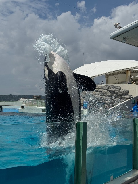 killer whale さま
