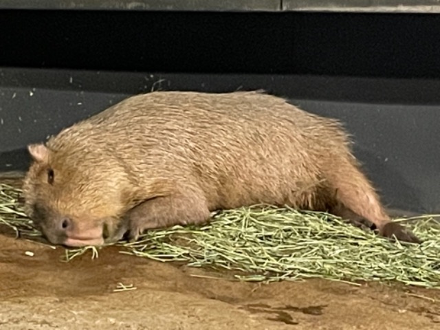 あんぱーんちミ★ さま