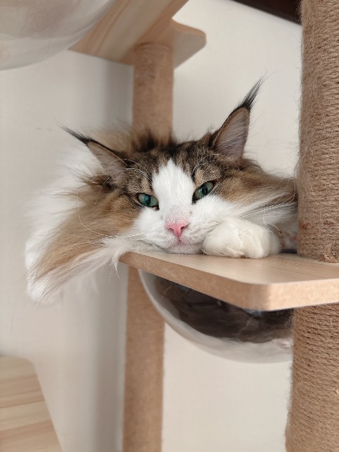 あんこ さま