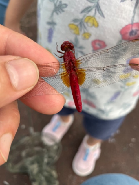 ノースポール さま