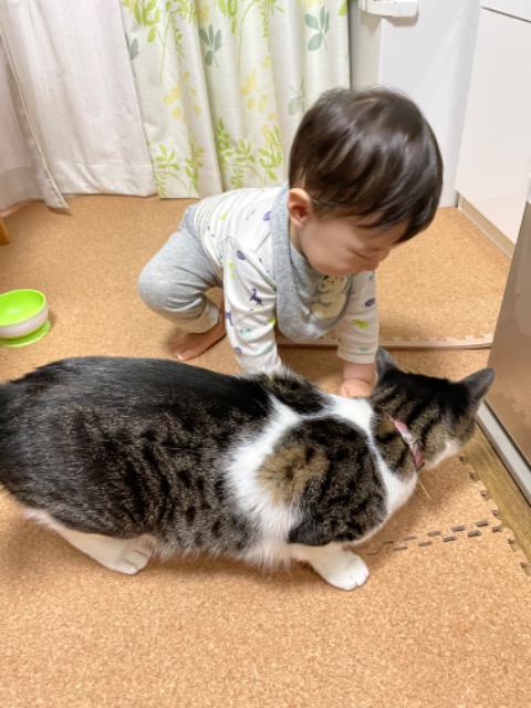 かねこ さま