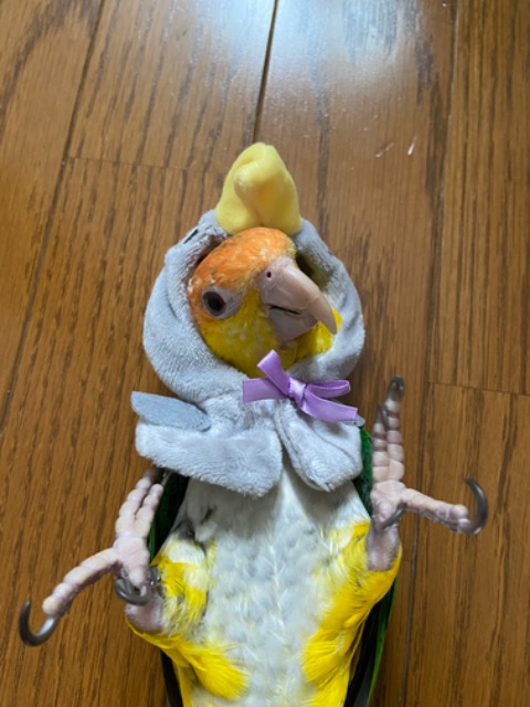 ぐりちゃん さま