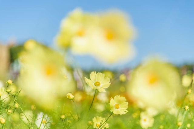 砂漠に咲いた黄色い花 さま