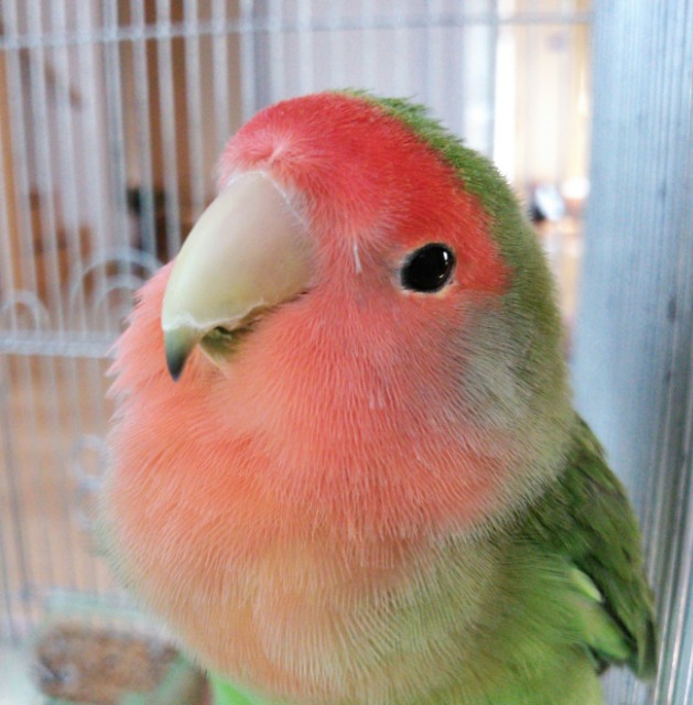 コザクラインコ さま
