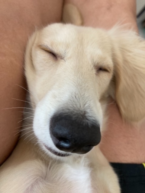 なるなるおなる さま