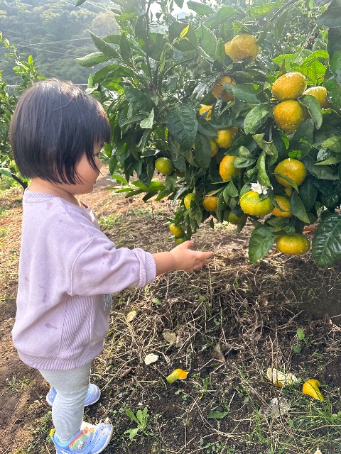 あいとすみれ さま