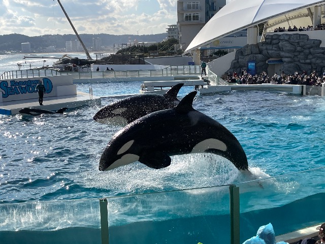 シャチ好き社会人 さま