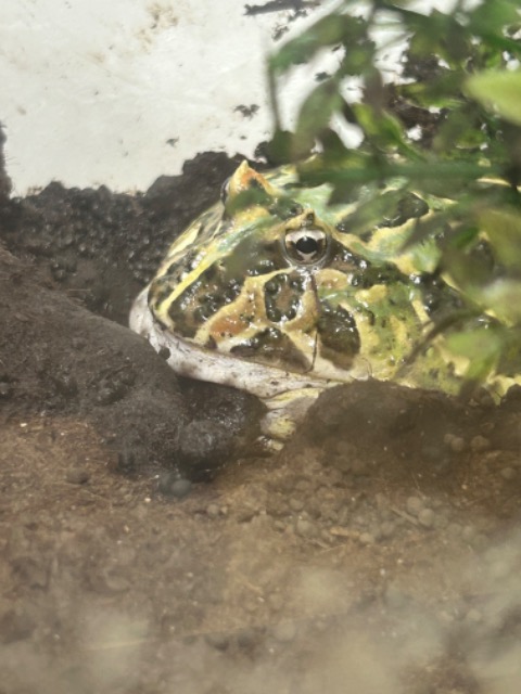 まめちゃん さま