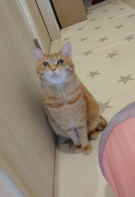 ちえにゃん さま