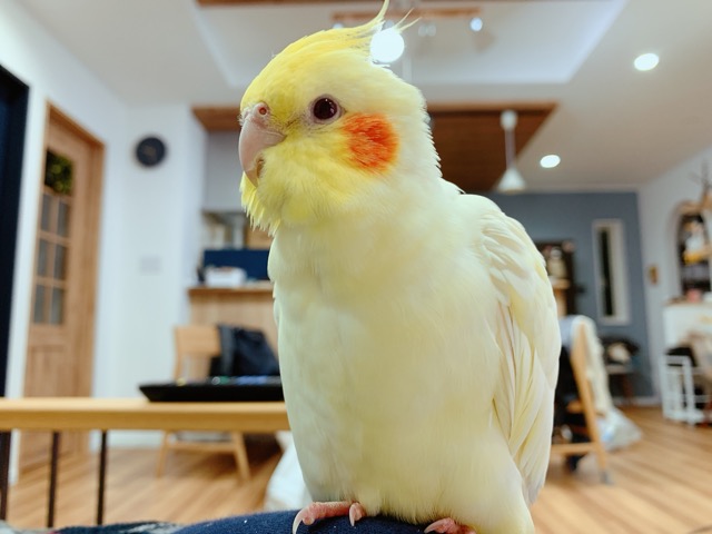 しろぴっぴ さま