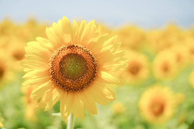 ひなゆうママ さま