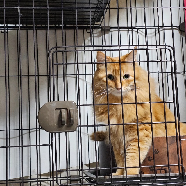 みーちゃん さま