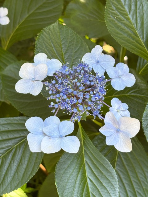 みやちゃん さま