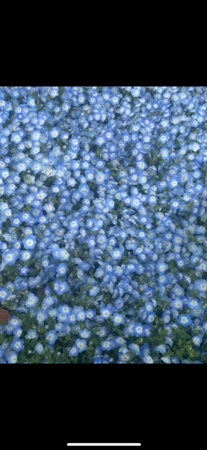 きらきらひかる さま