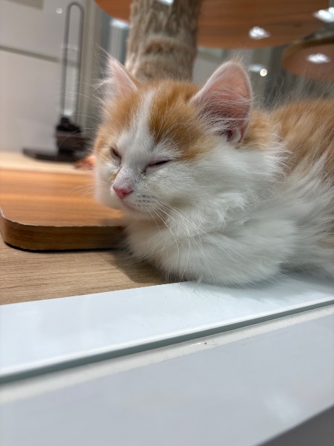 創世神フォルティウペディス さま