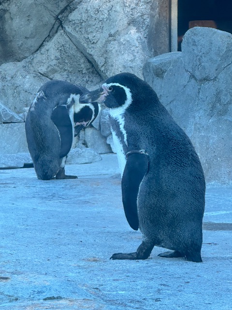 カ さま