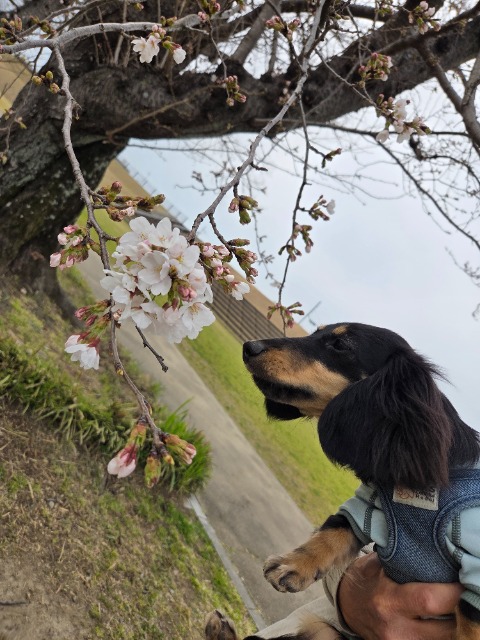 みつみつ さま