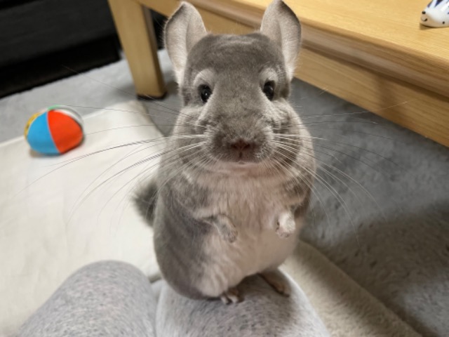 ゆきんつぇる さま