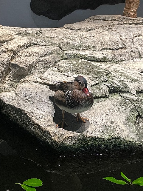 にょんさま さま