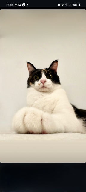 あきにゃお さま