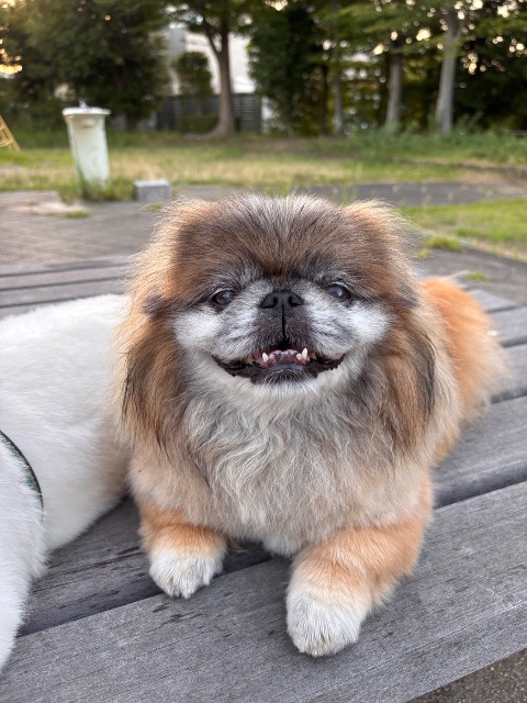 ココアパパ さま