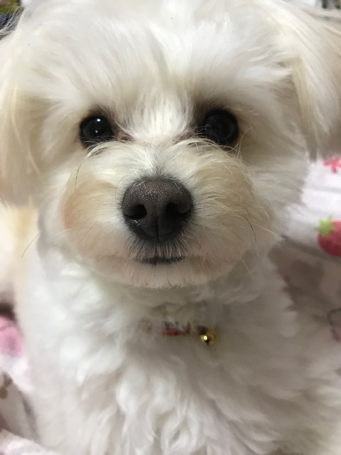 ばにちゃん さま