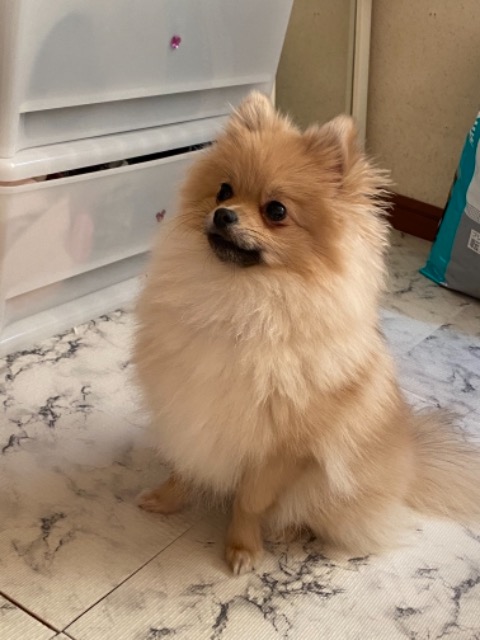 鈴木あちょ さま