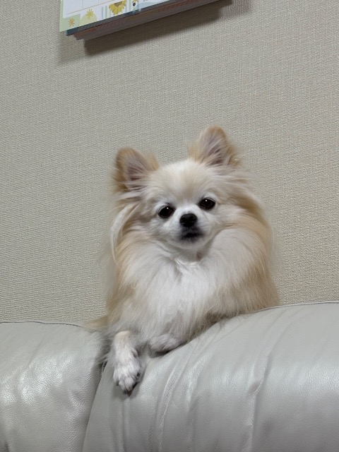 くうちゃんママ さま