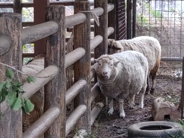 タカピー さま