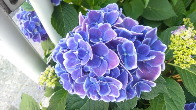 レモンティー さま