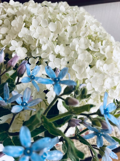 チョコレート さま