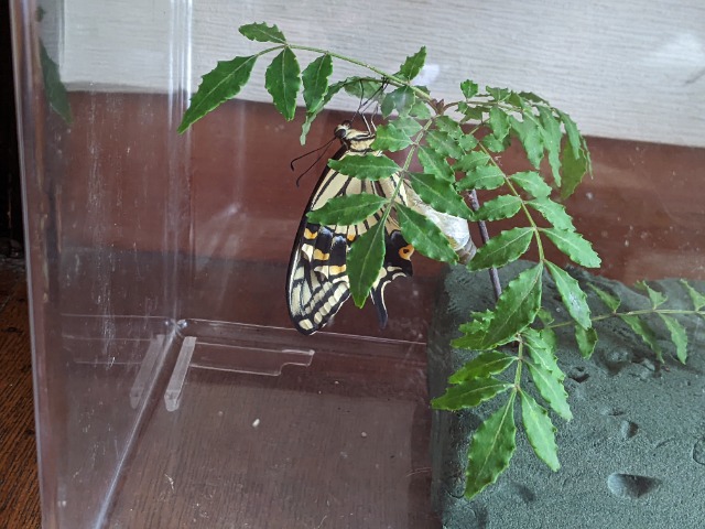 みんみん♪1977 さま