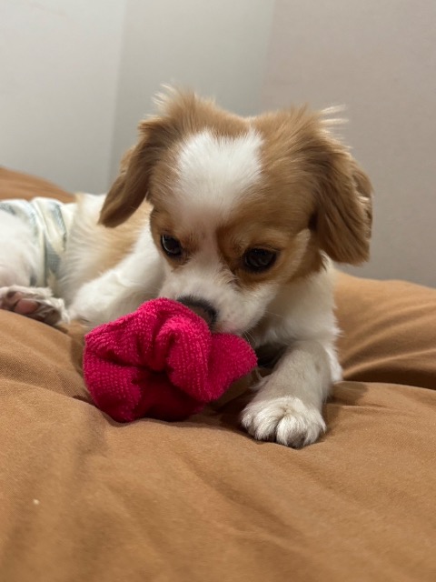 あくあ さま