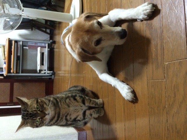 ポロアレス さま