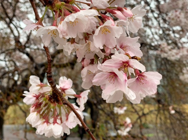 キャシー８２ さま