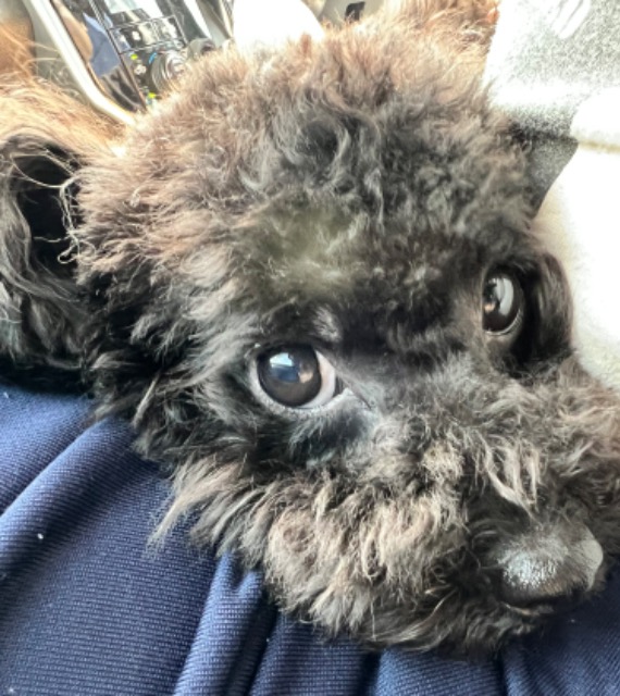 ねるんすと さま